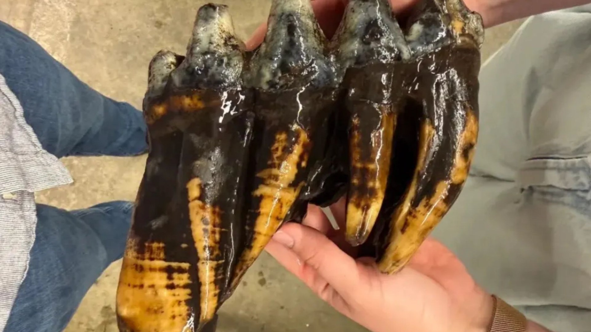 Stunned scientist accidentally discovers massive ancient tooth – and it belongs to beast from 2.5 million years ago