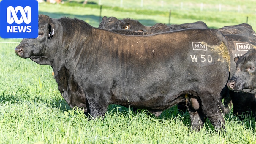 'Supermodel' bull sells for $420k, smashing Australian record