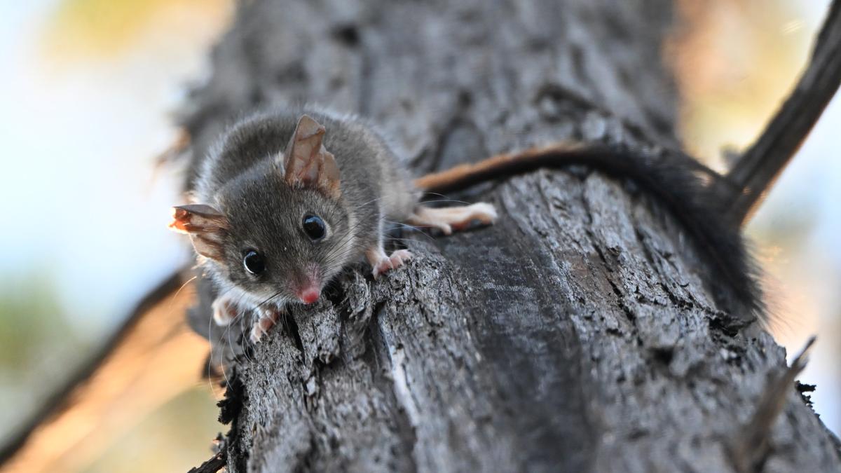 Surprise Wheatbelt boom in return of elusive Red-tailed Phascogale
