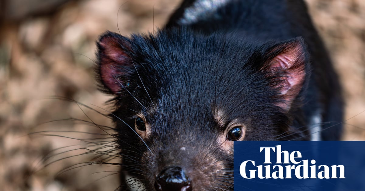Tasmanian devils lived alongside humans in Pilbara for millennia, Juukan Gorge fossils reveal