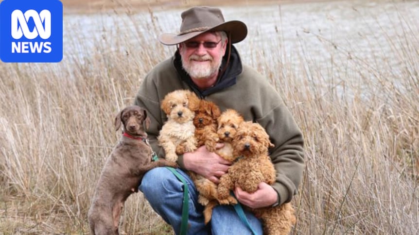 Tasmanian labradoodle breeders charged over animal cruelty allegations