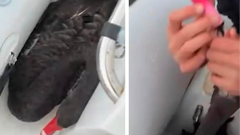 Teen who made black swan vape for Snapchat ‘streaks’ avoids jail after online backlash