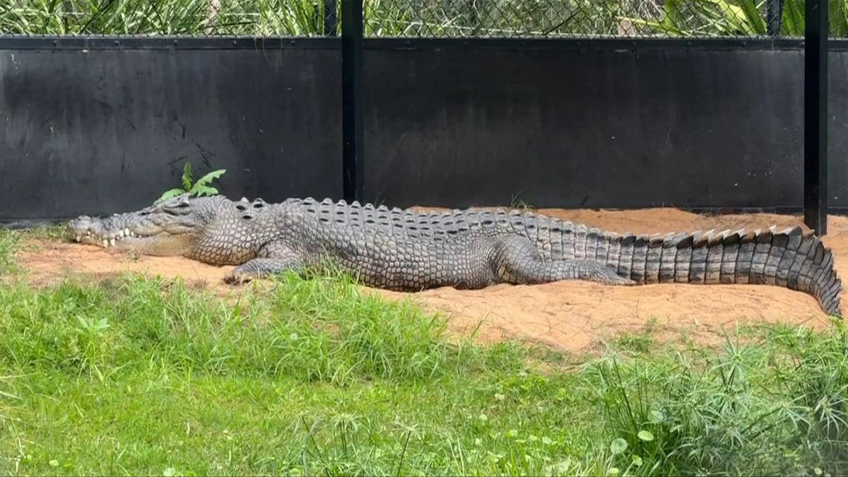 Teenagers face court accused of breaking into Perth Zoo before taunting and beating 4.5m crocodile