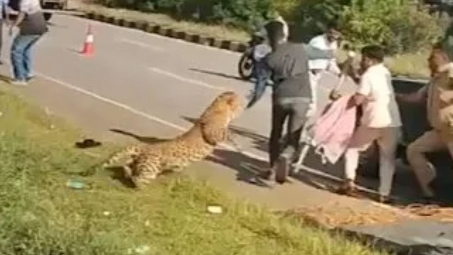 Terrifying moment LEOPARD pounces on man & knocks him to ground on motorway after being hit by car
