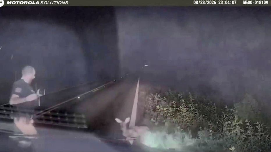 Texas deputy screams and runs after 'dead' deer springs to feet in viral encounter