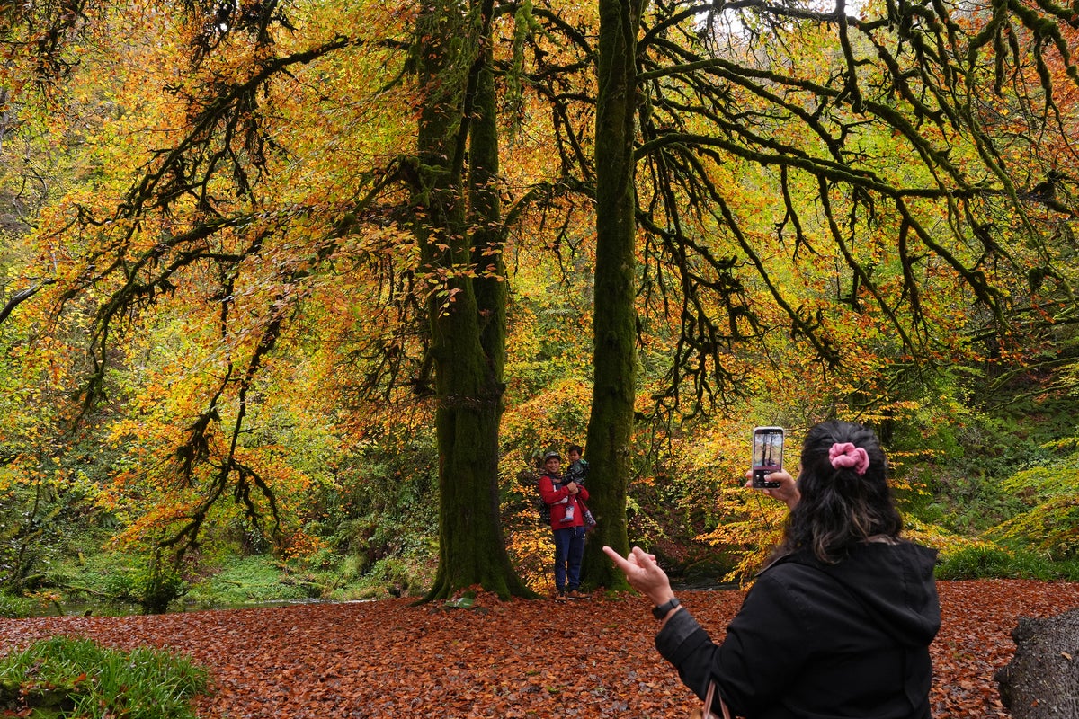 The English town that has given trees the same rights as humans