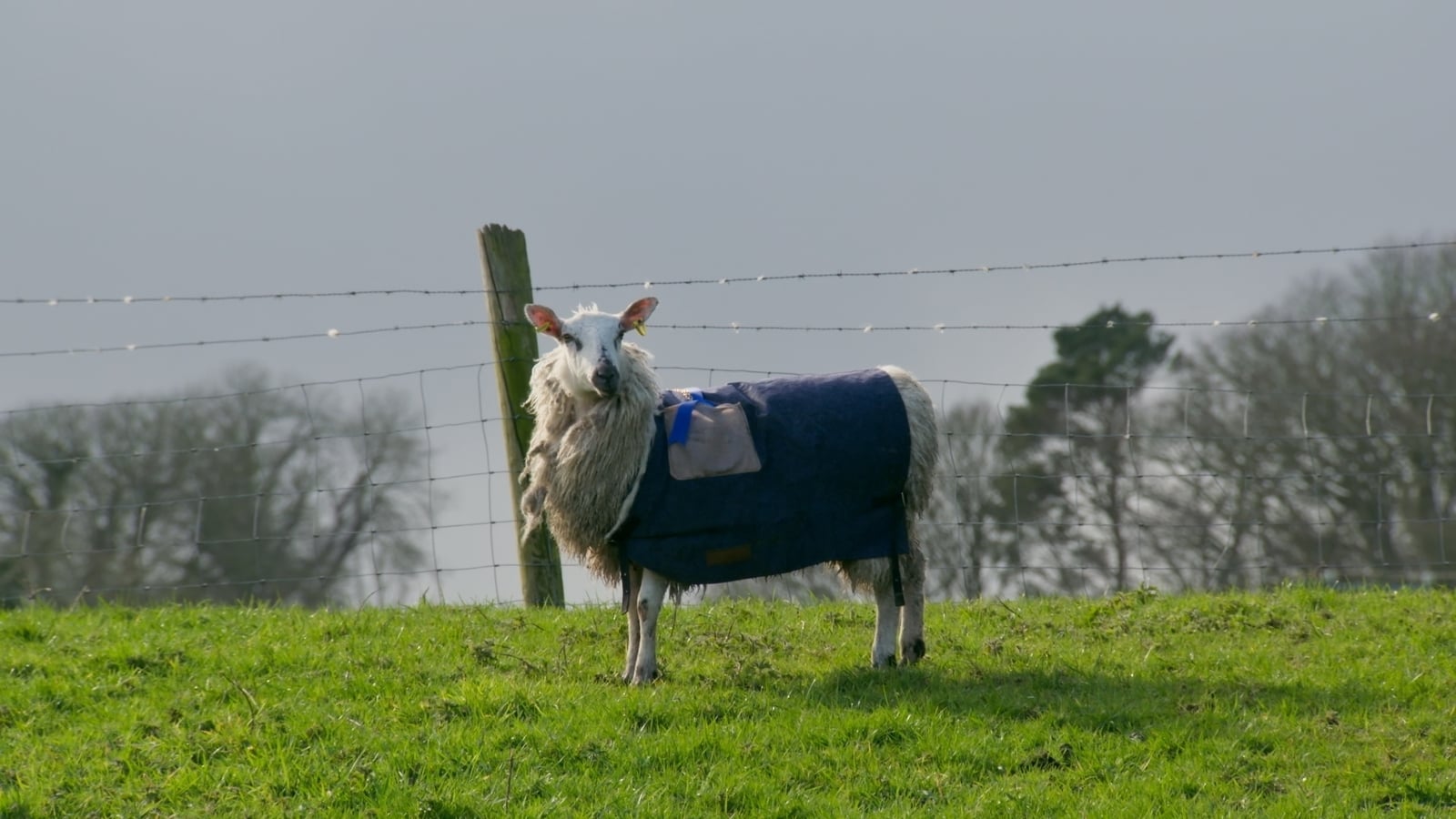 The Traitors Ireland: Sheep, shields and betrayal