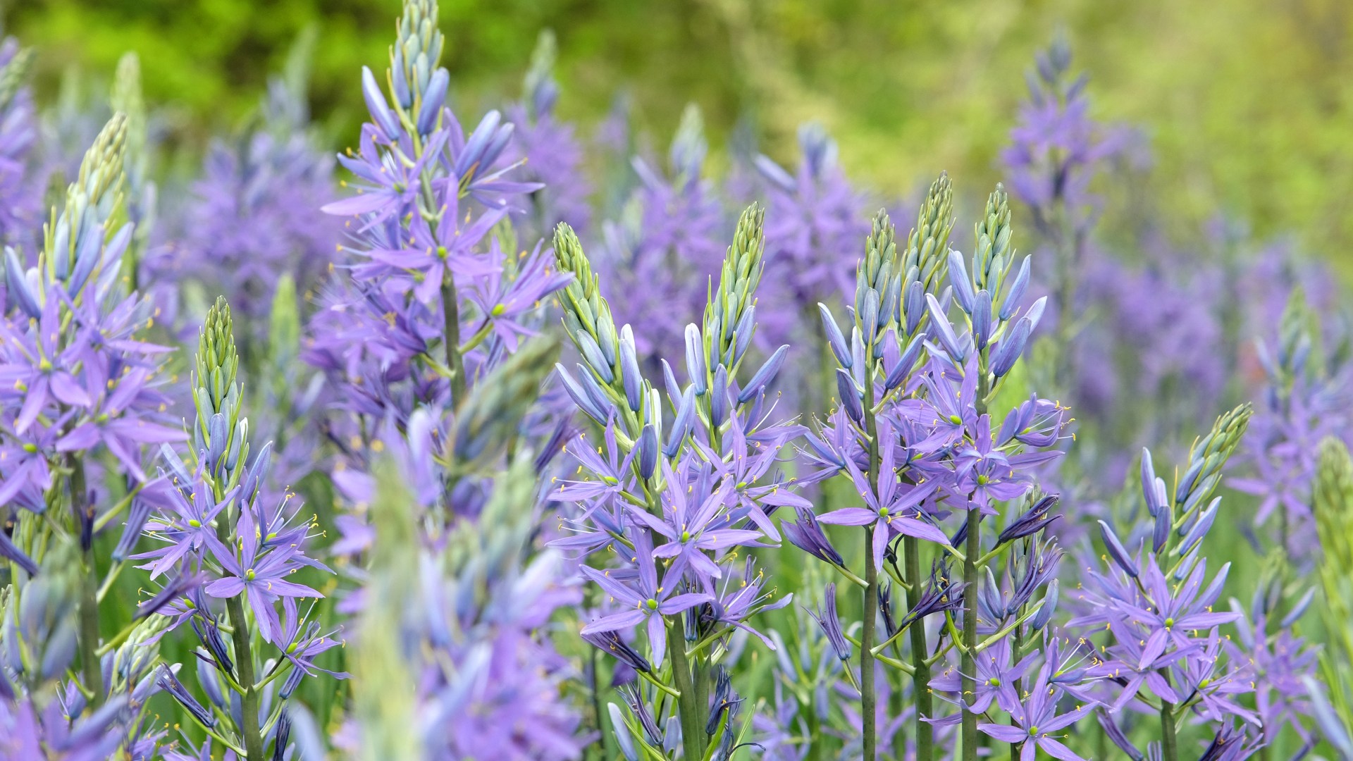 The eight best bulbs to plant right now to bloom brightly next spring