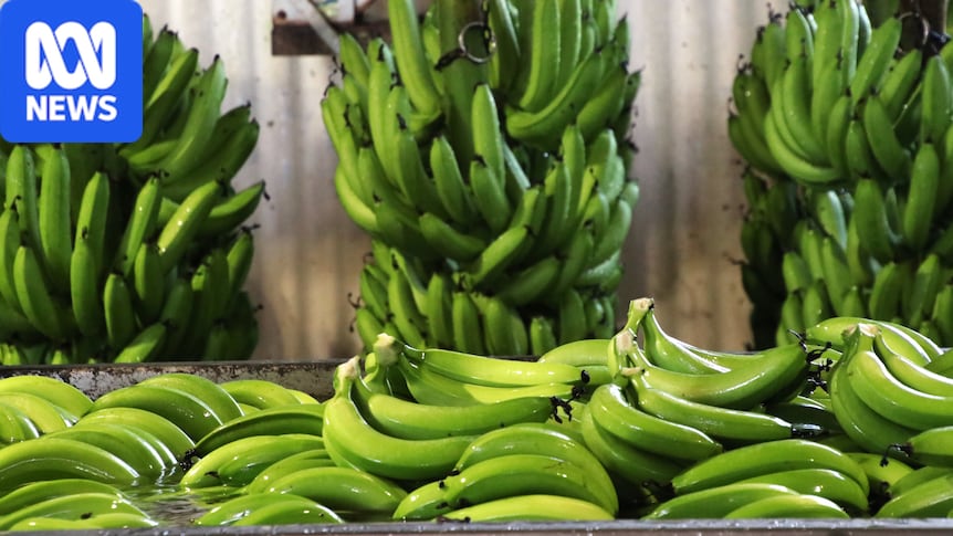 The fight to save Cavendish bananas as farms fall to Panama disease