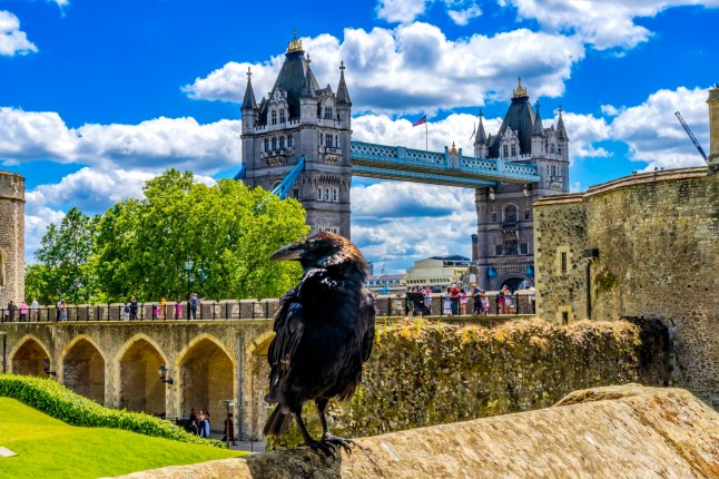 The quirky London attraction you can now visit before work with early morning tours
