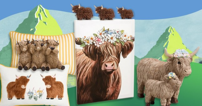 This is why you can’t moo-ve for Highland cows right now