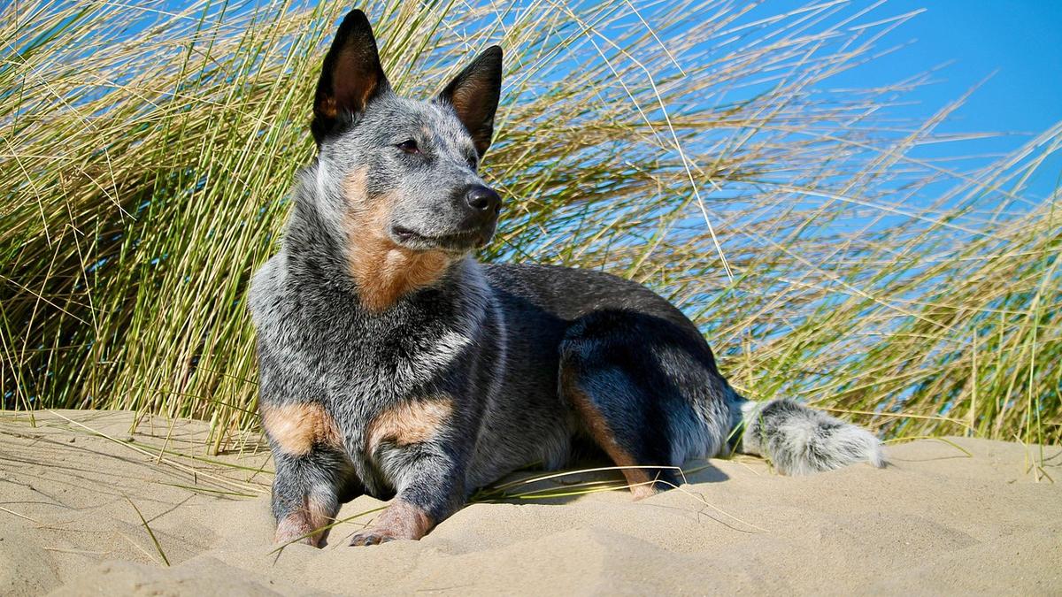 Three dogs killed in Carnarvon ‘suspected poisoning’ with pet owners warned to stay vigilant