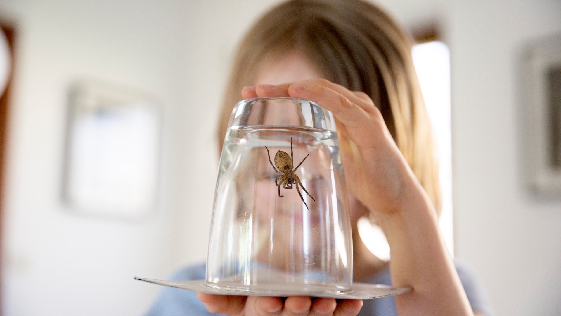 Top tips to banish all the pests ready to invade YOUR home this autumn – from rodents to moths and mating spiders