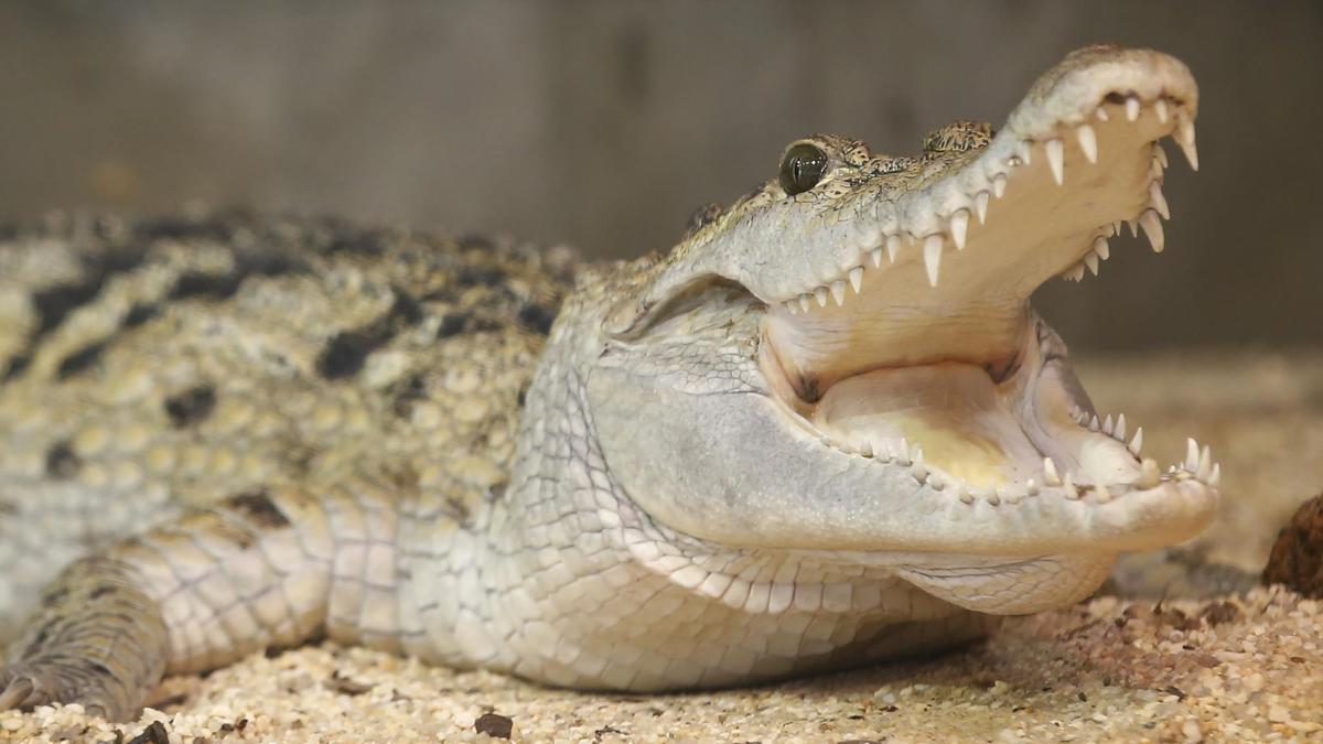 Two teens charged with animal cruelty after allegedly breaking into Perth zoo, attacking crocodile