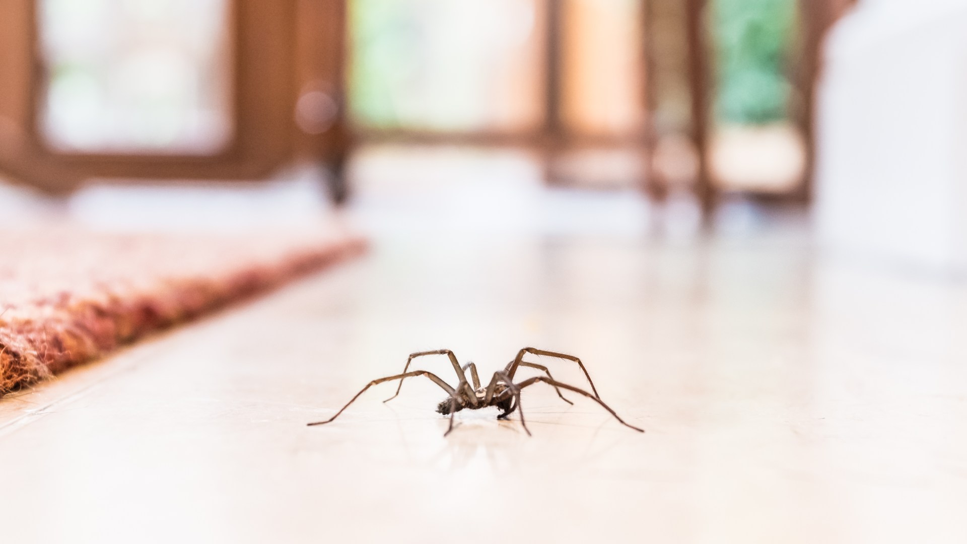 Ultimate guide to stop spiders invading your home this September – ditch the peppermint oil for a start