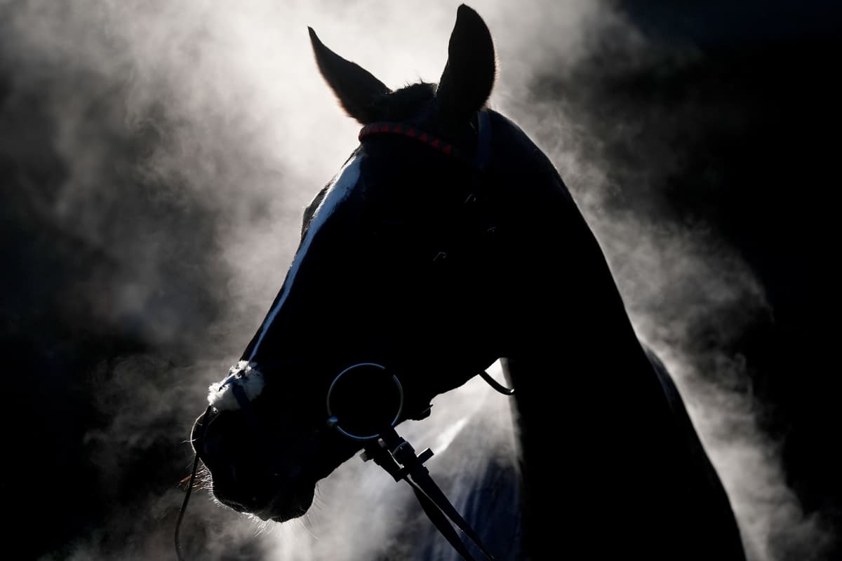 Vets warn of ‘multiple’ deaths in equine grass sickness outbreak