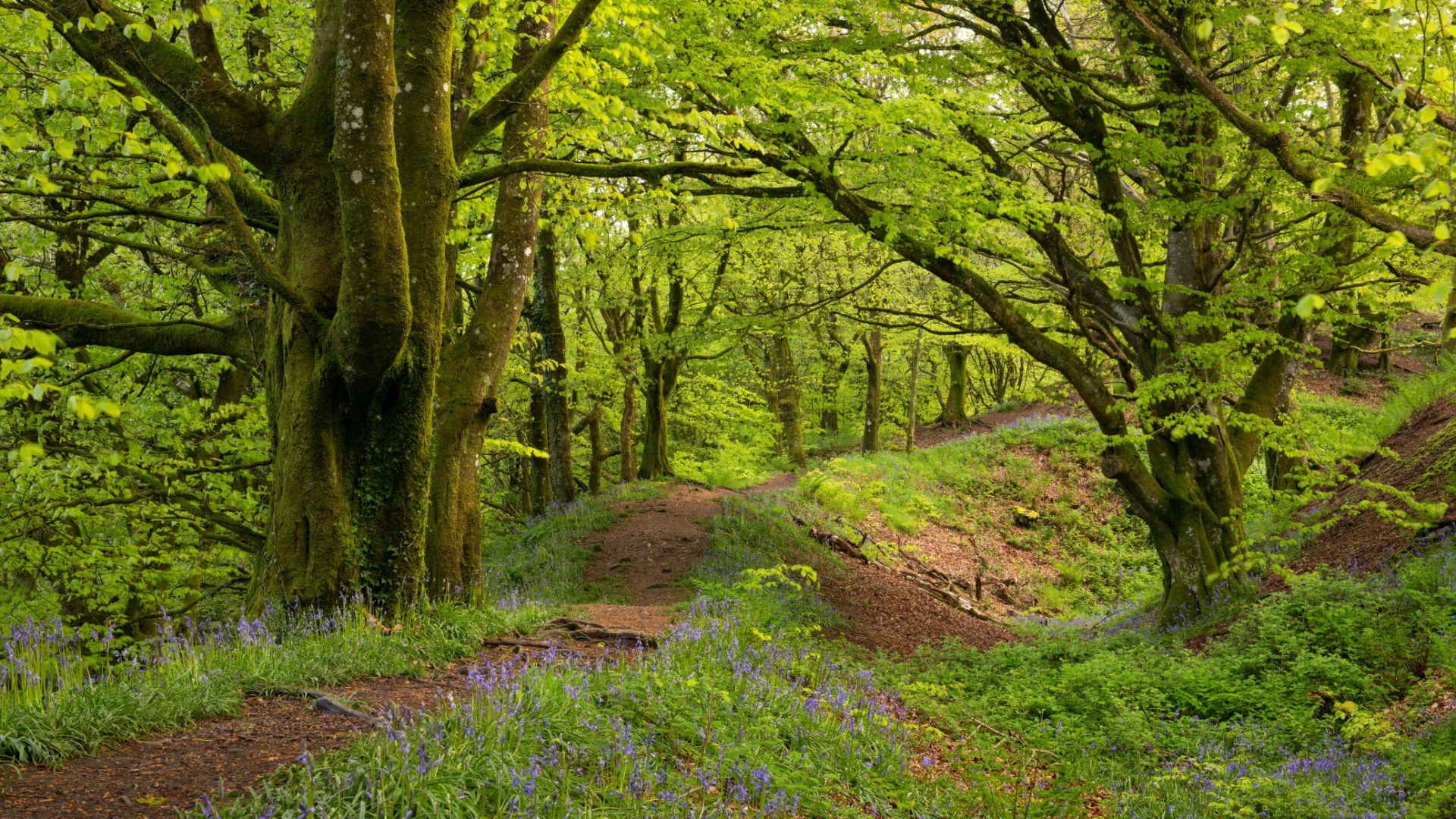 Virtually extinct predator is RETURNING to England’s forests after vanishing 150 years ago