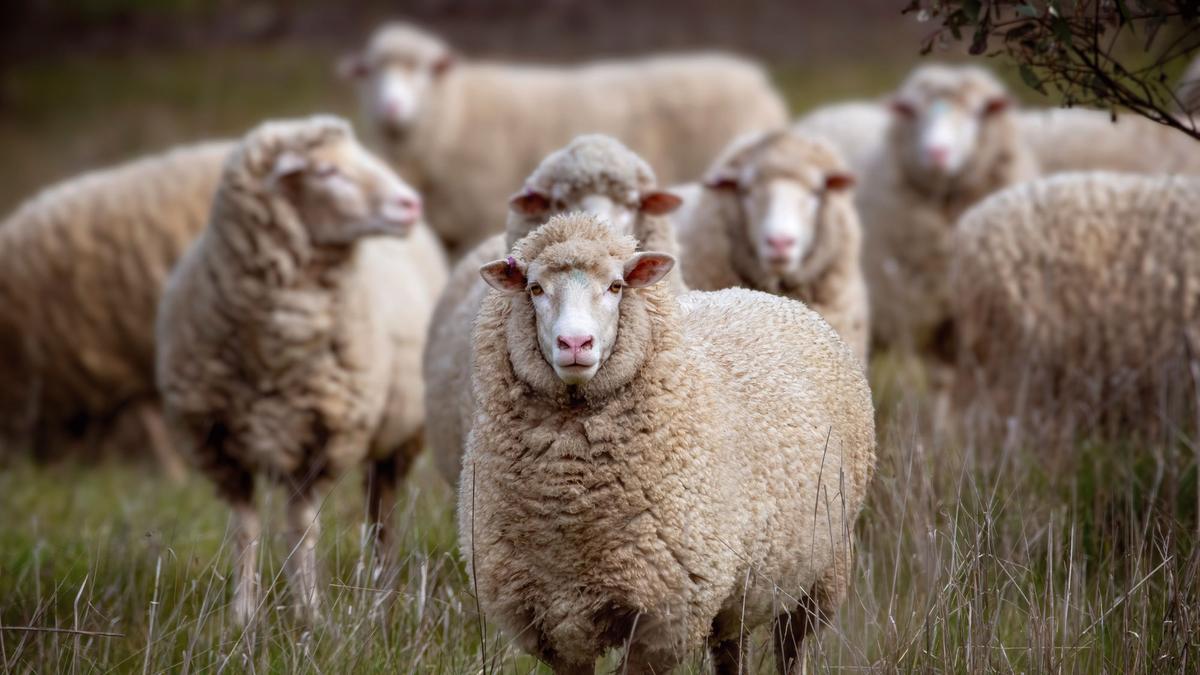 WA sites included in Murdoch University, Adelaide university sheep resilience in low-rainfall systems project