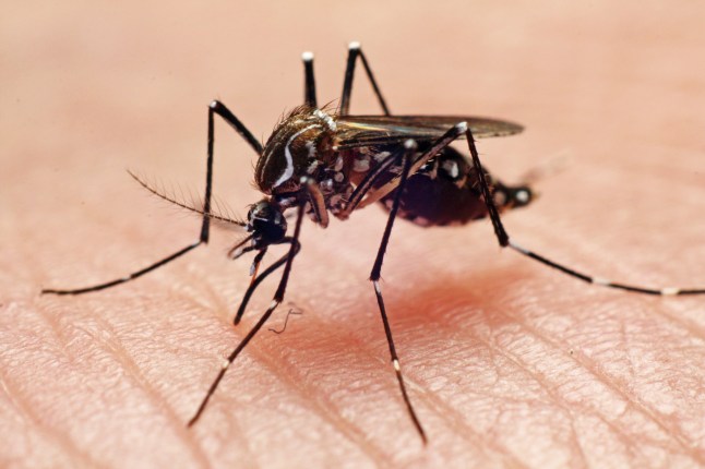 Warning issued as mosquitoes carrying Zika virus found breeding in London