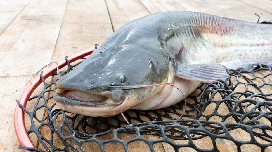West Virginia angler lands 72.75-pound blue catfish to set new state record on the Ohio River
