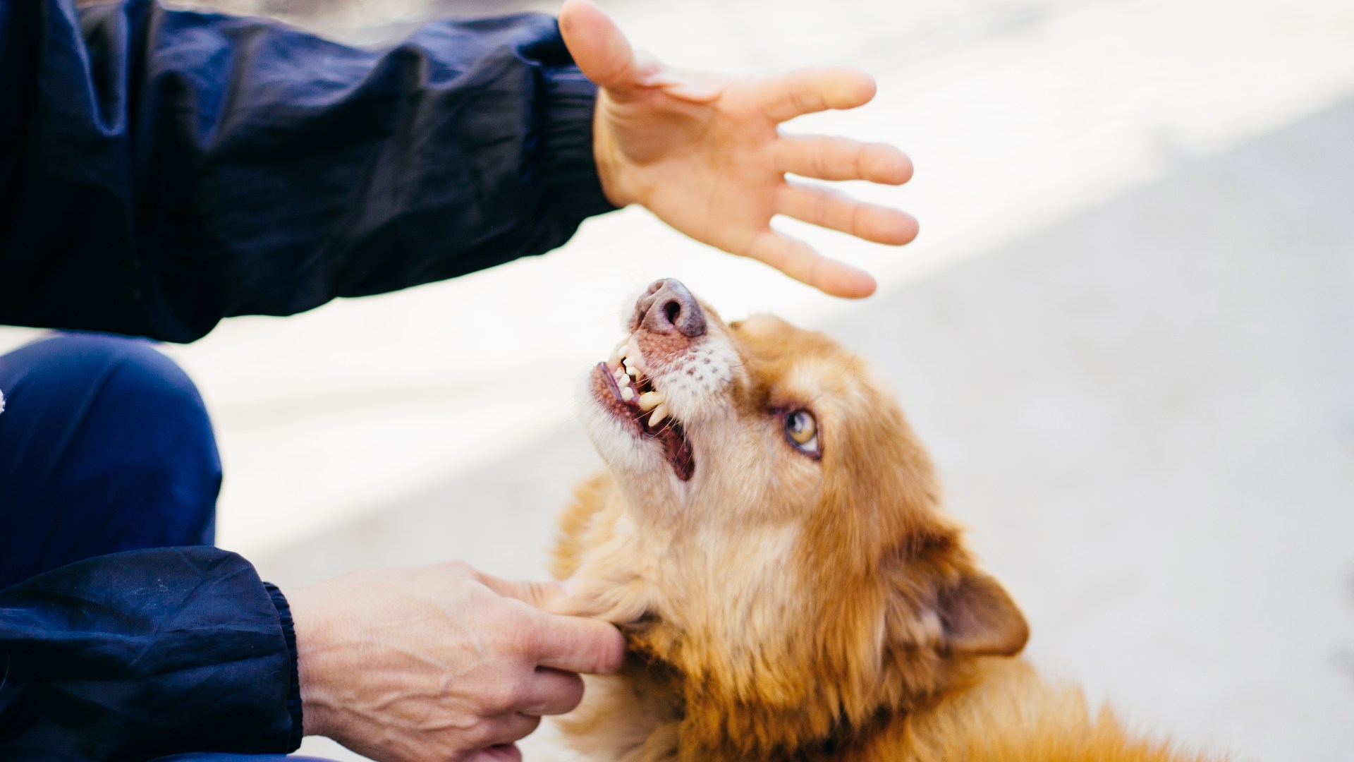Why does my dog get so angry when the postman comes? – your pet queries answered
