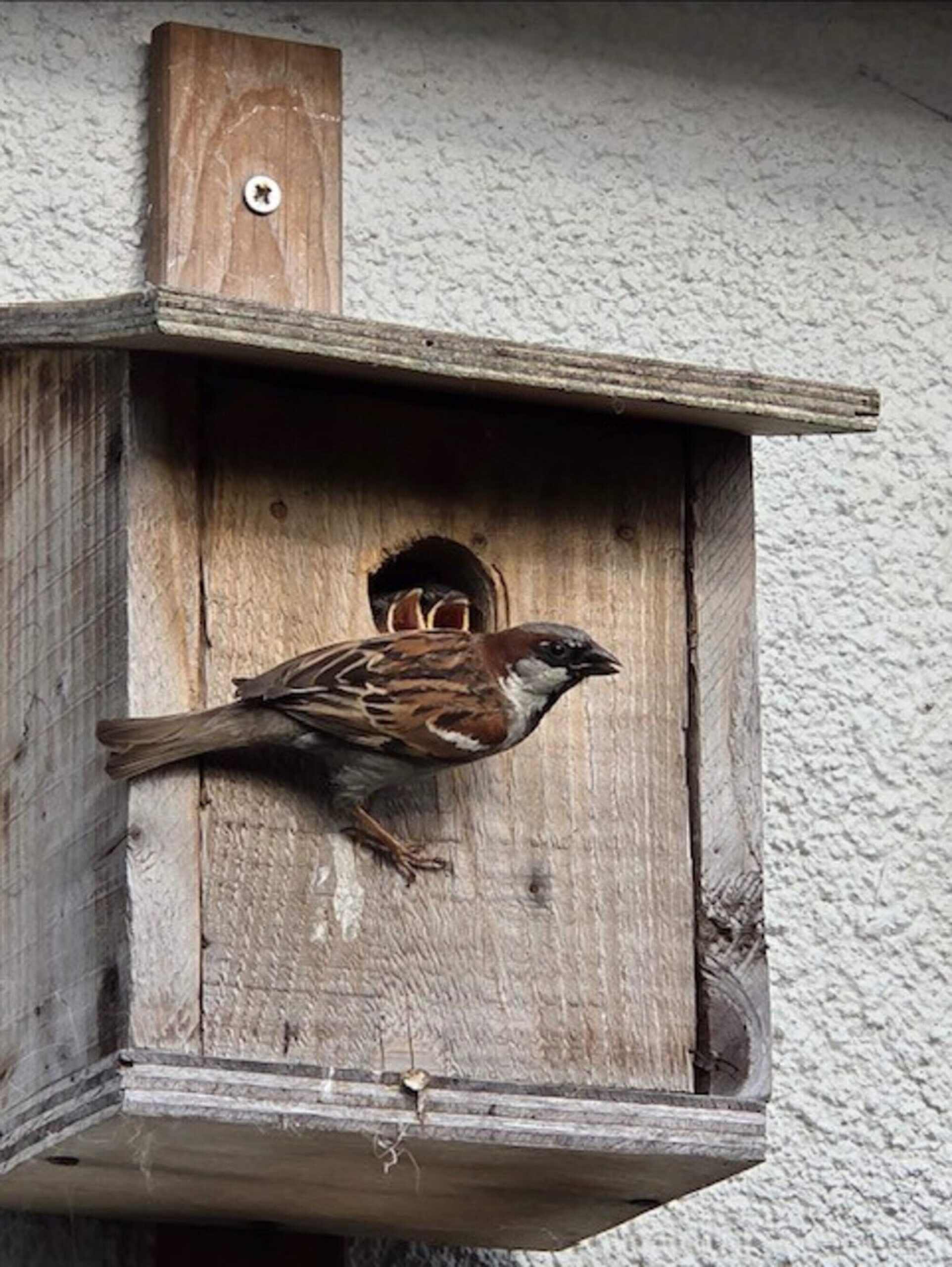 Wicklow estate ‘sending out good environmental message’ as more than 50 bird species are recorded