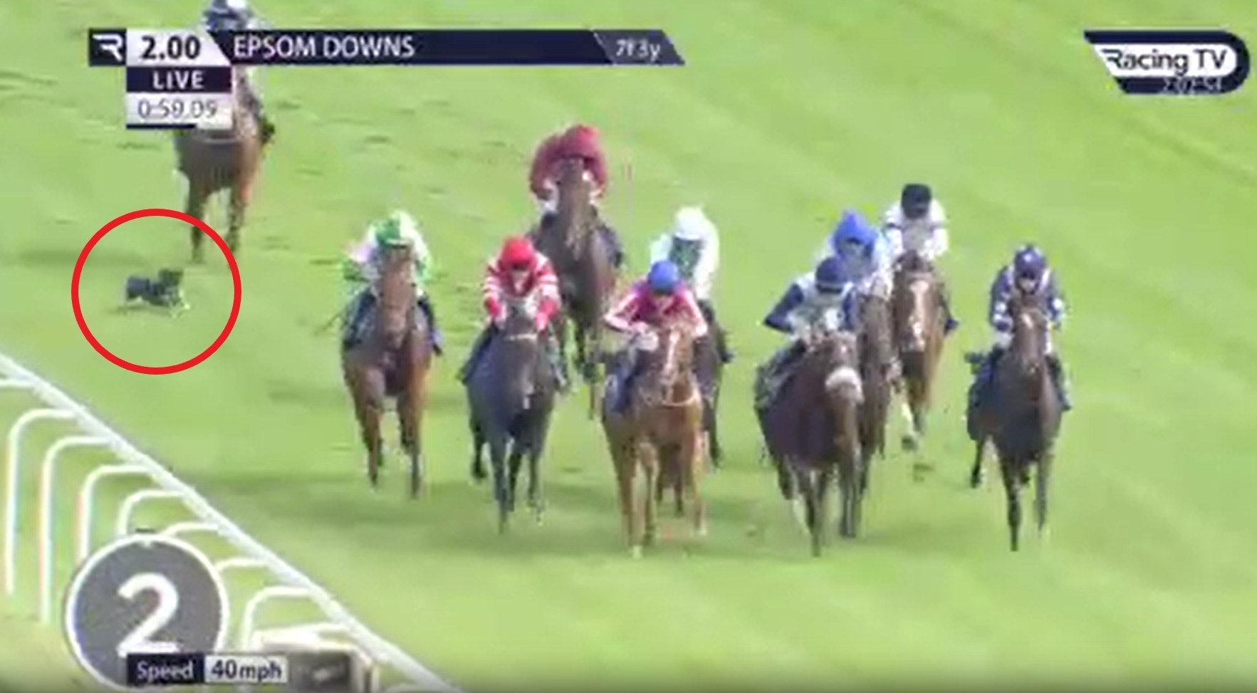 Wild moment dog almost gets crushed running onto track mid-race at Epsom