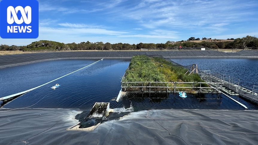 World-first trial finds floating wetlands can cut greenhouse gas emissions