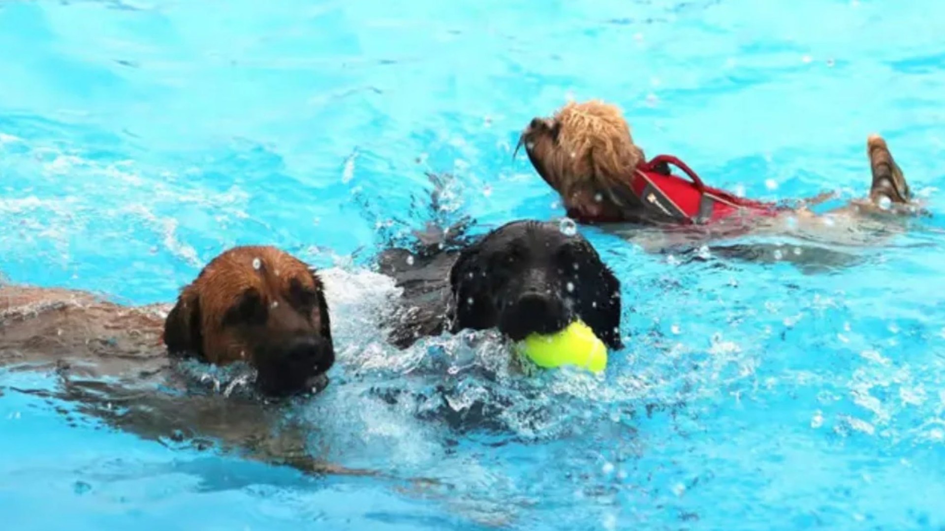 World’s biggest dog festival is taking over iconic English lido this weekend with 16,000 pups