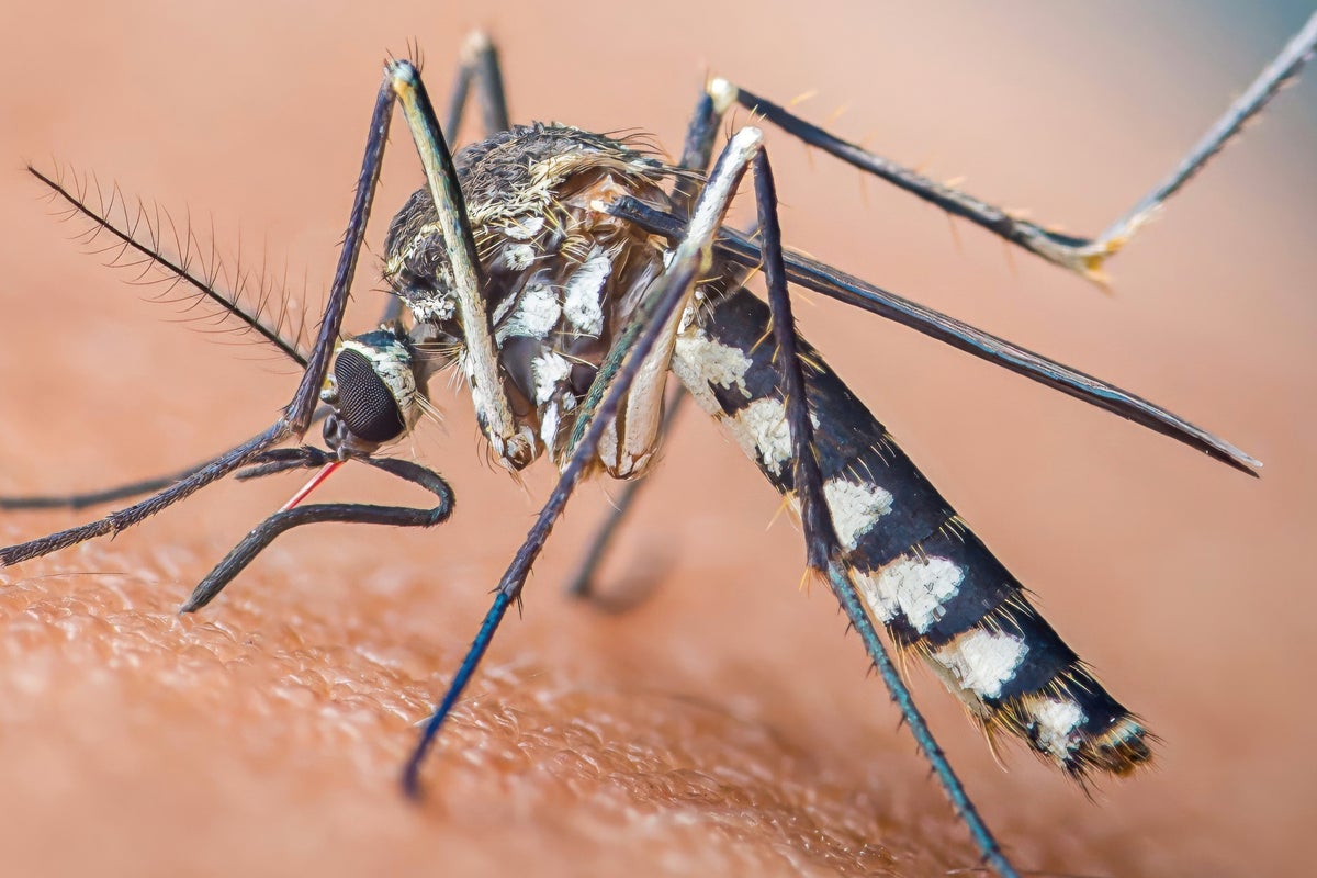Zika virus mosquitos found breeding in Britain. What doctors say about the risk