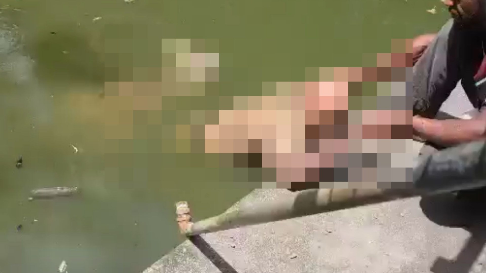 Zoo worker is killed by crocodile in front of horrified visitors after beast dragged him into water in ‘death roll’