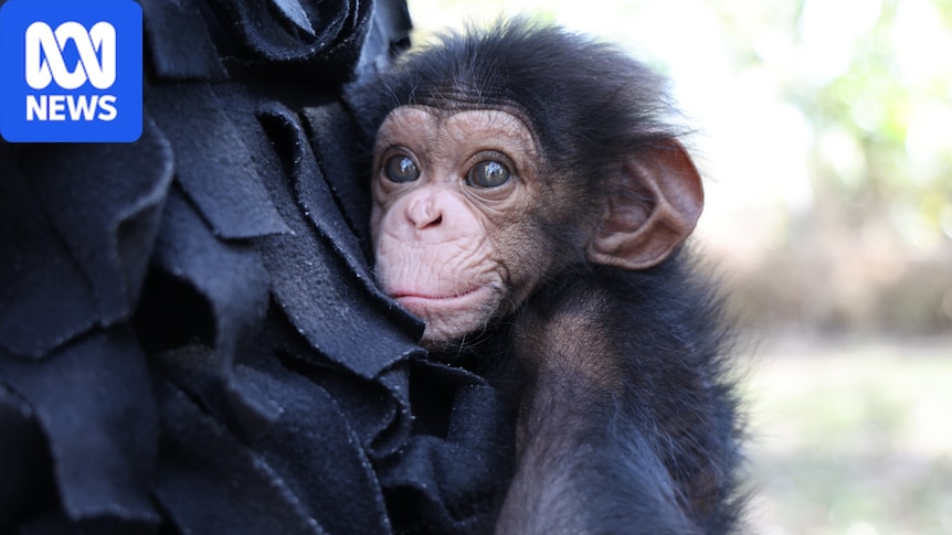 Zoo's baby chimpanzee to be sent elsewhere after mother's rejection