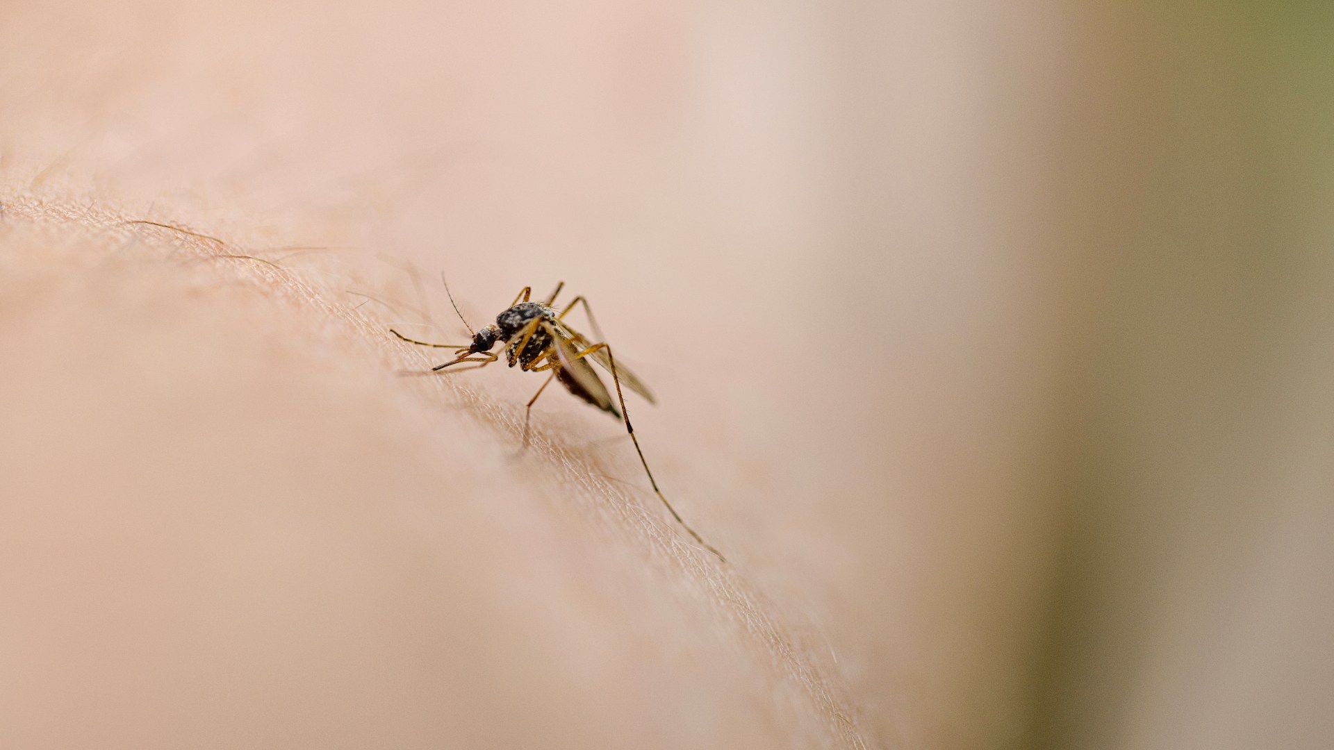 ‘Aggressive’ wave of mosquitoes are emerging in UK this September, warns expert – 4 top tips to avoid being bitten