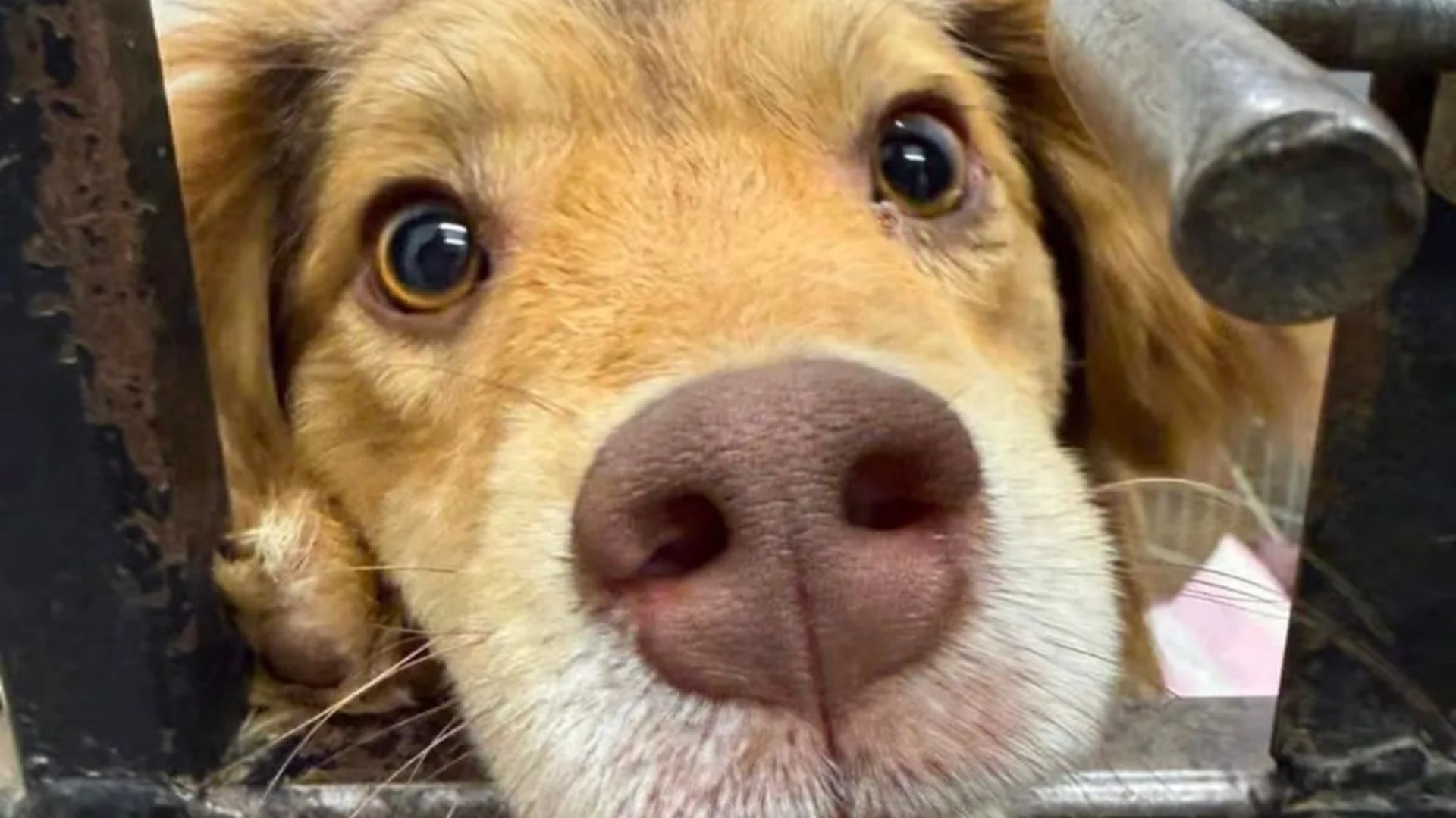 ‘Bewildered’ dog returned 24 hours after meeting his ‘forever family’ because they ‘didn’t want him anymore’