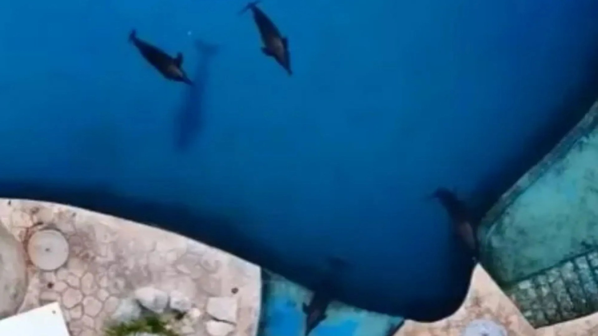 ‘Blind dolphins gnaw at concrete walls’ as water park closes in Mexico with animals locked inside