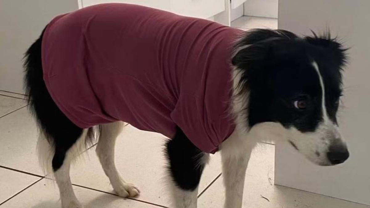 ‘Can kill’: Cairns woman forced to wear PPE in own home after dog contracts rare, contagious disease