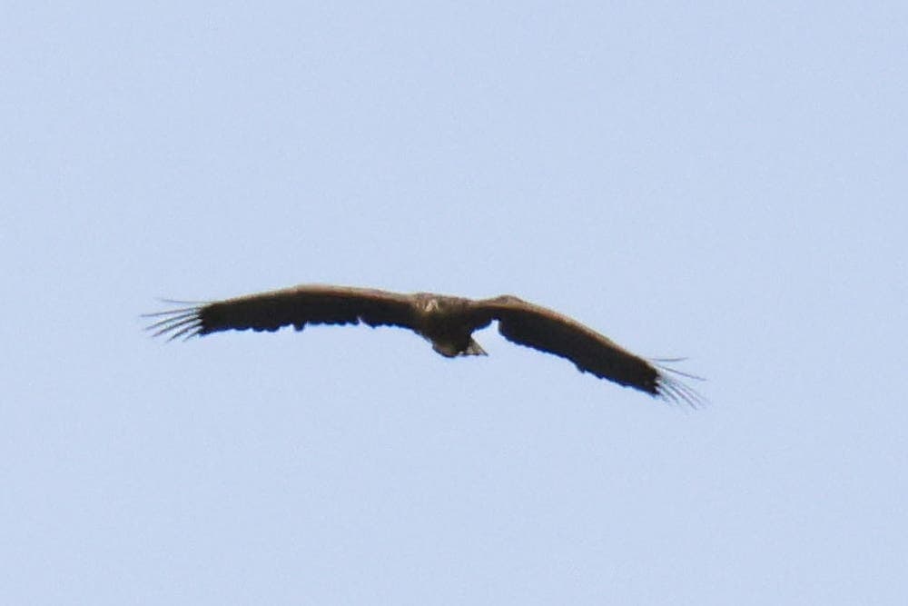 ‘Death defying’ eagle spotted three years after breaking wing as chick