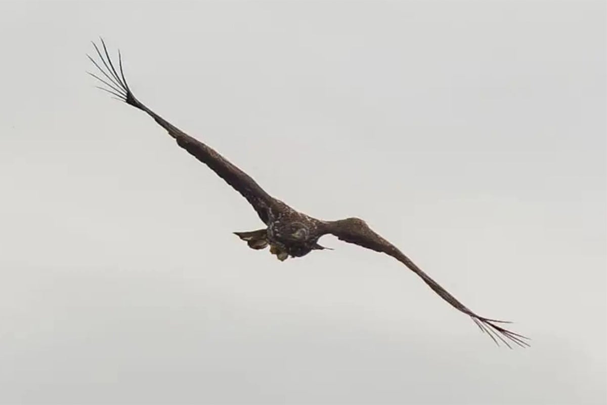 ‘Death-defying’ sea eagle with broken wing spotted soaring over Scottish skies