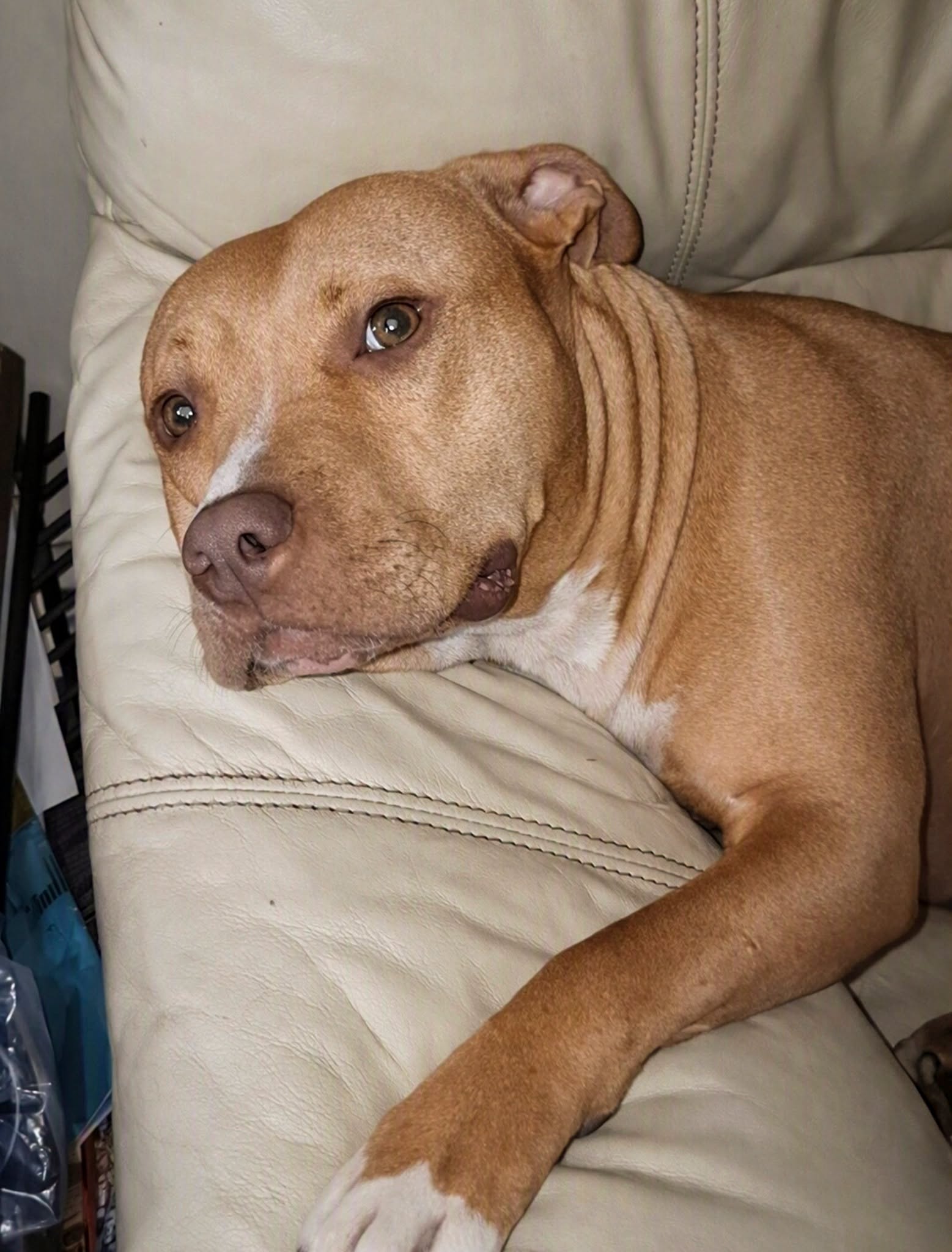 ‘Gentle and cuddly’ pitbull kicked out of Clare home due to breed looking for second chance
