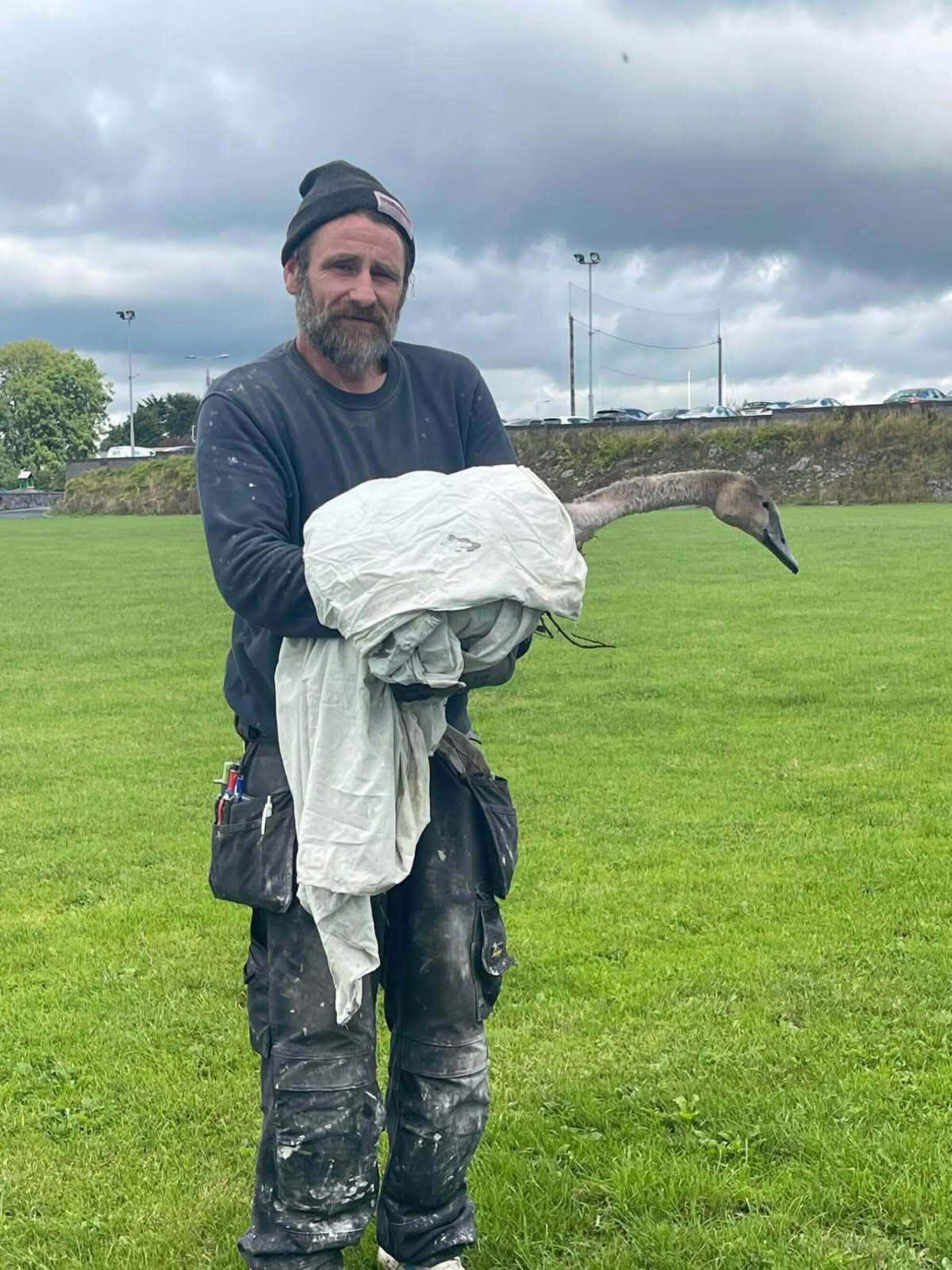 ‘Hero’ rescues baby swan trapped in hedge after wandering onto Galway football pitch