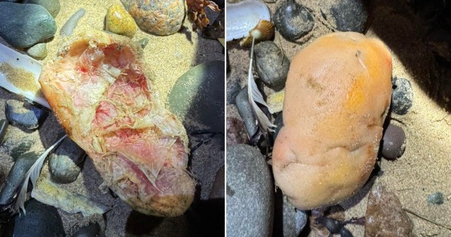 ‘Human kneecap’ washed up on beach was just a sea potato