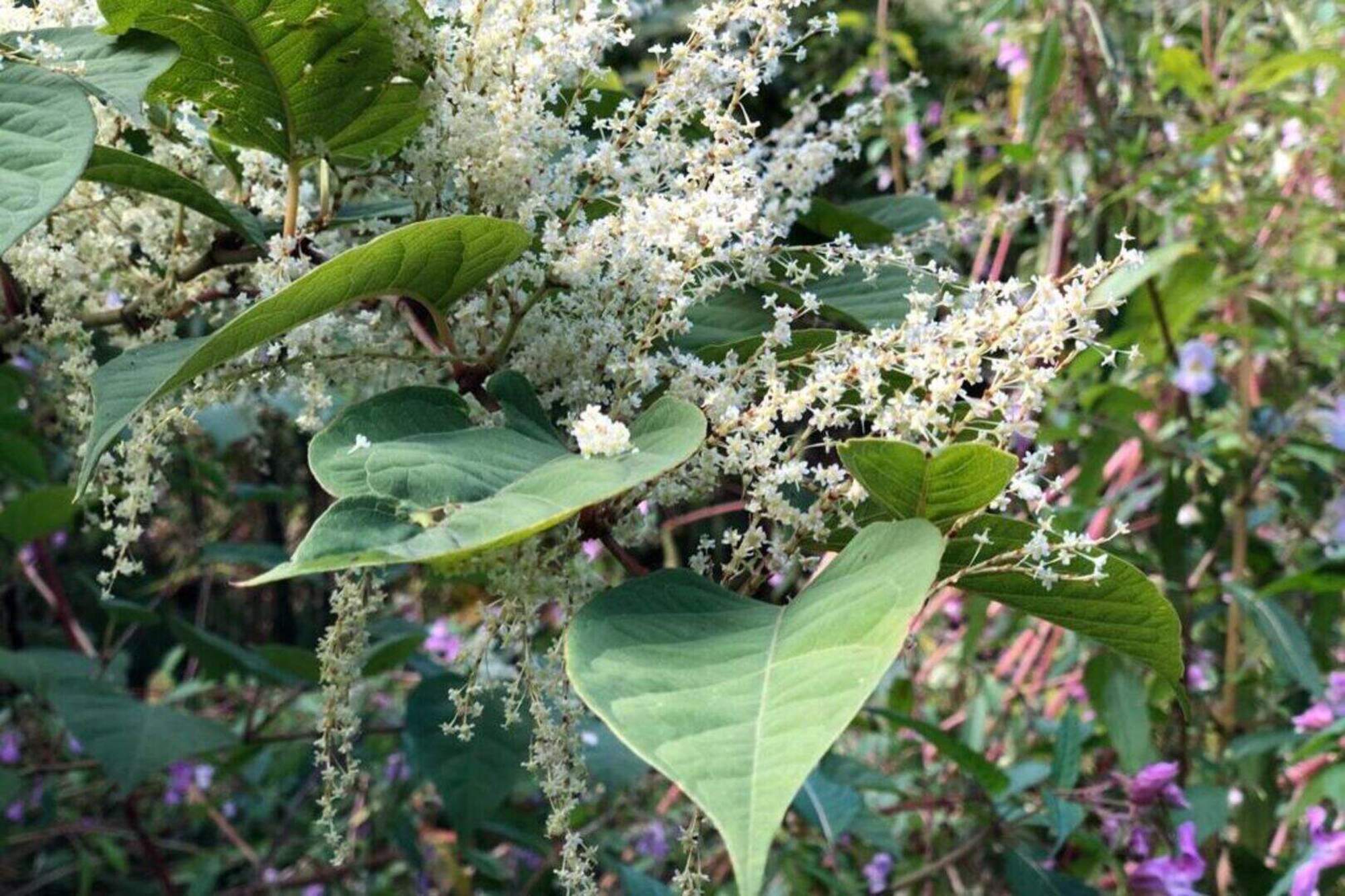 ‘It is very expensive to treat’ – Louth councillor calls for robust response to Japanese Knotweed reports