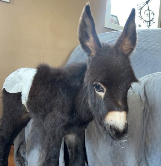 ‘Justice for HeeHaw’ – police shoot and kill baby donkey after it brayed at officer