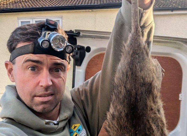 ‘Monster rats’ are multiplying in the UK thanks to warm weather