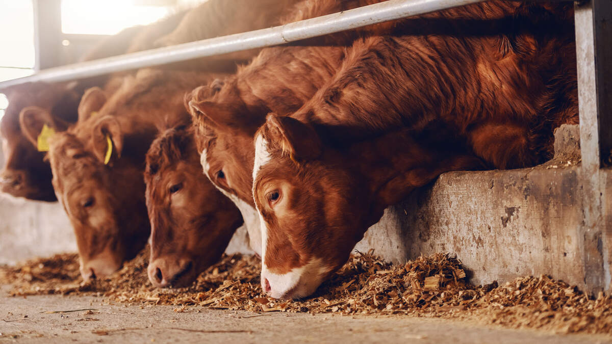 ‘They couldn’t believe the weights’: what Canadian farmers made of Ireland