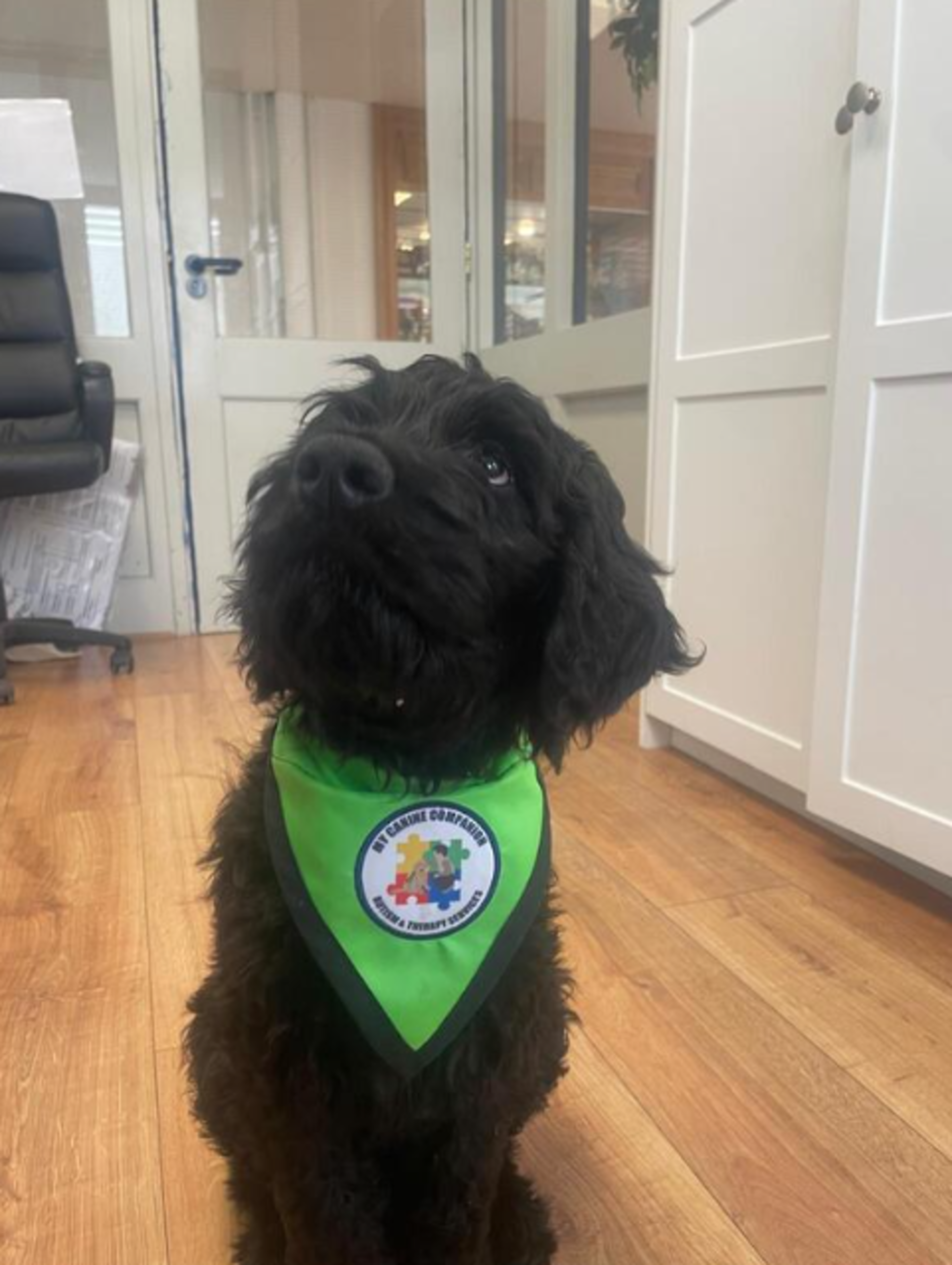 ‘Thomas is already proving to be the most popular person on the team’ - Clare secondary school welcomes therapy dog