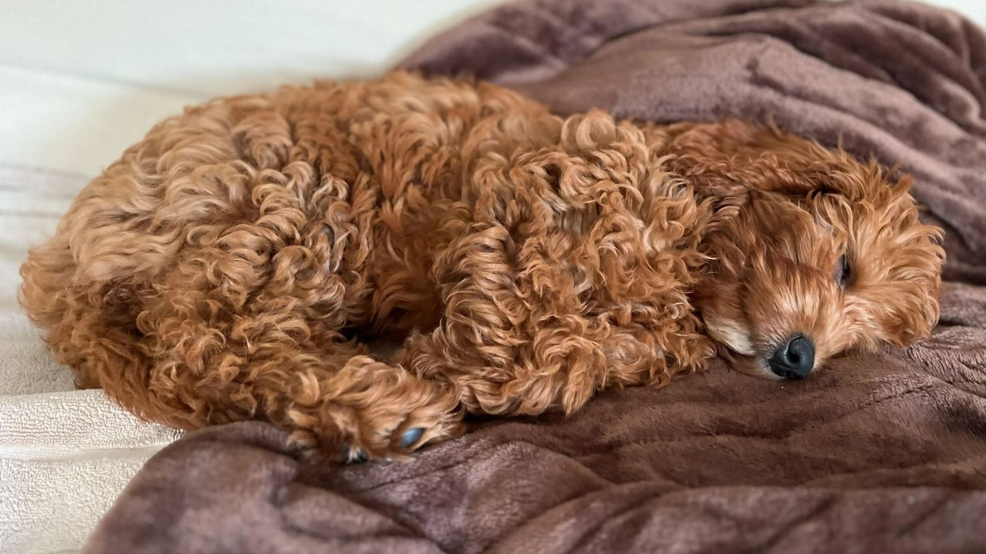 ‘Very upset’ BBC star calls in police after stranger KICKS her new puppy in the street