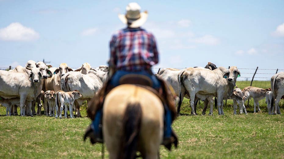 ‘Why would he do this to us?’: Trump's foreign beef push is hurting his base, Republicans warn